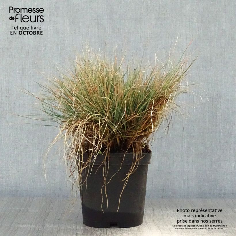 Amostra de Festuca amethystina Vaso de 2 L/3 L tal como entregue no outono