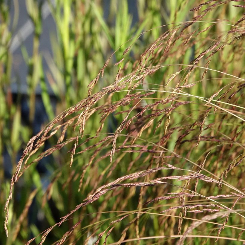 Festuca amethystina (Floração)