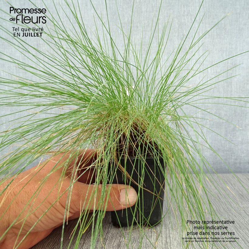 Amostra de Festuca filiformis Vaso de 8/9 cm tal como entregue no verão