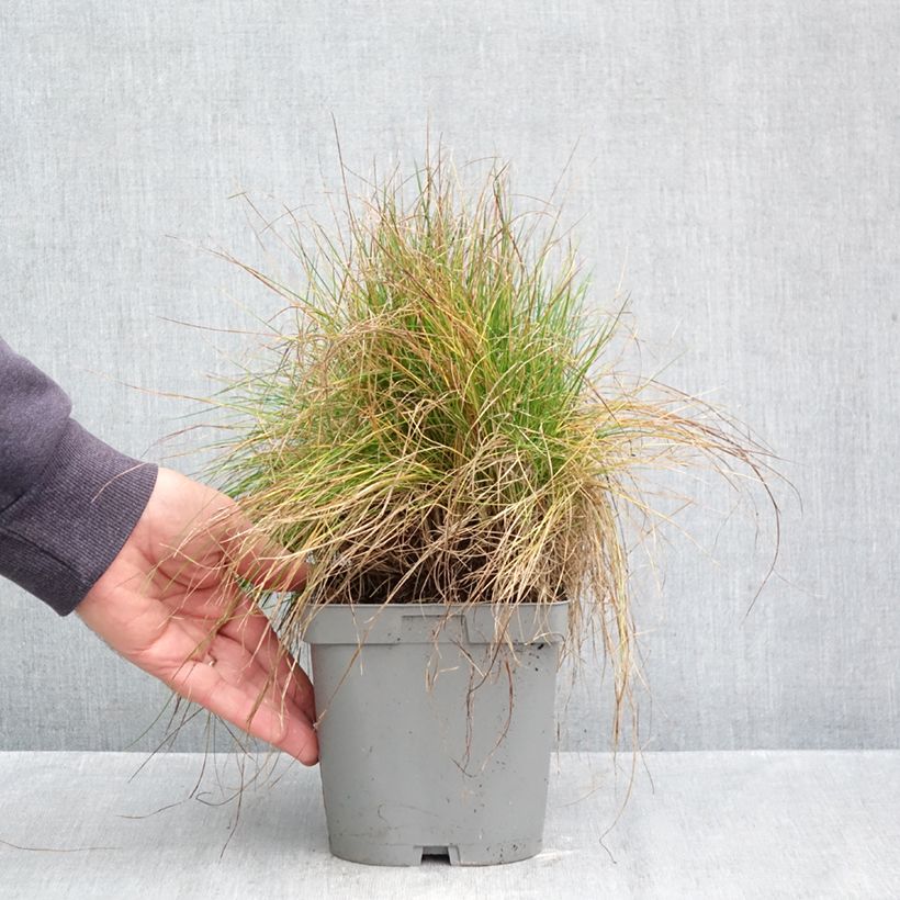 Amostra de Festuca filiformis Vaso de 2 L/3 L tal como entregue no outono