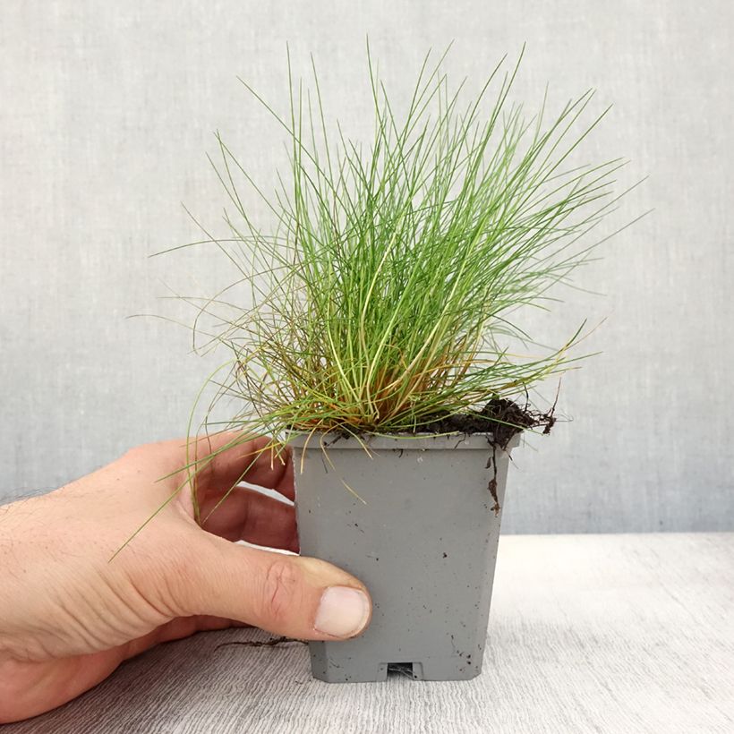 Amostra de Festuca gautieri Vaso de 8/9 cm tal como entregue no outono