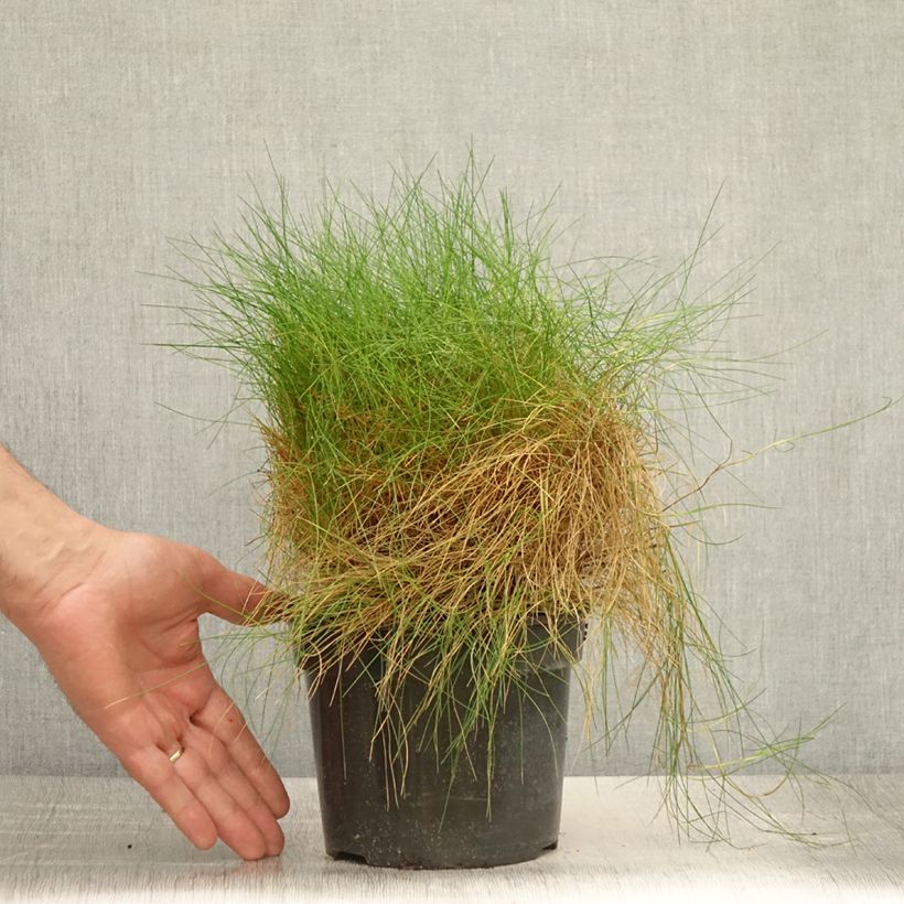 Amostra de Festuca gautieri Vaso de 2 L/3 L tal como entregue no verão