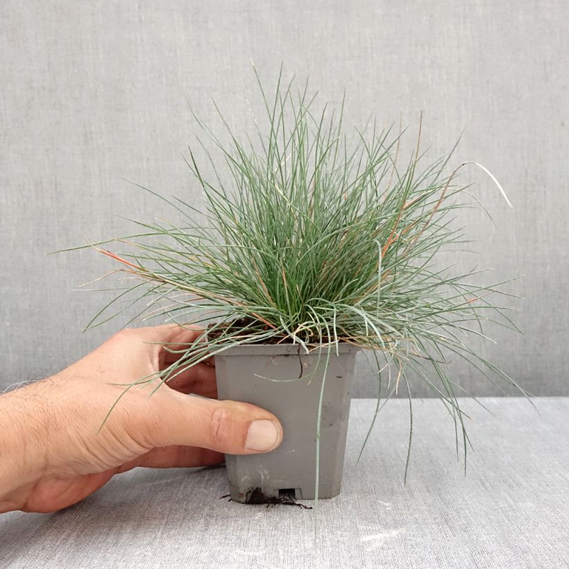 Amostra de Festuca glauca Intense Blue Vaso de 8/9 cm tal como entregue no outono