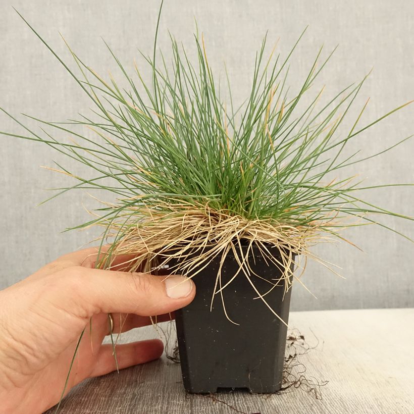 Amostra de Festuca glauca Intense Blue Vaso de 8/9 cm tal como entregue na primavera