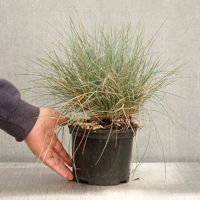 Amostra de Festuca glauca Intense Blue Vaso de 2 L/3 L tal como entregue no outono