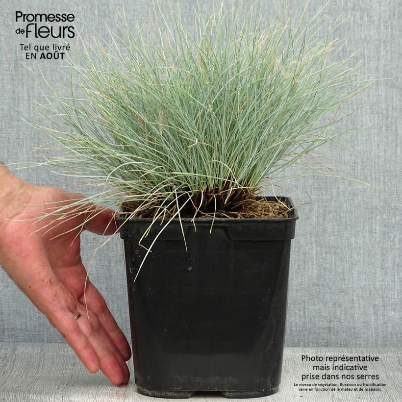 Amostra de Festuca glauca Intense Blue Vaso de 2 L/3 L tal como entregue no verão