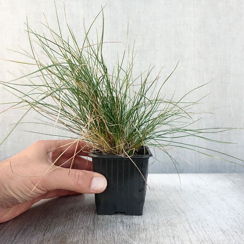 Amostra de Festuca Sunrise - Fétuque Godet de 8/9 cm tal como entregue no outono