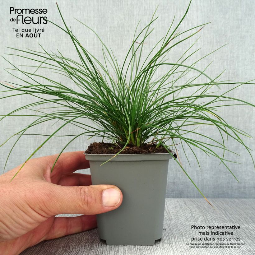 Amostra de Festuca glauca Sunrise Vaso de 8/9 cm tal como entregue no verão