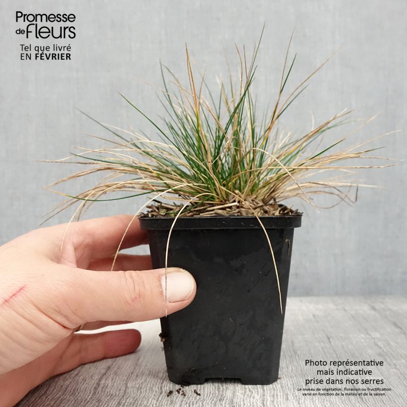 Amostra de Festuca glauca Sunrise Vaso de 8/9 cm tal como entregue no inverno