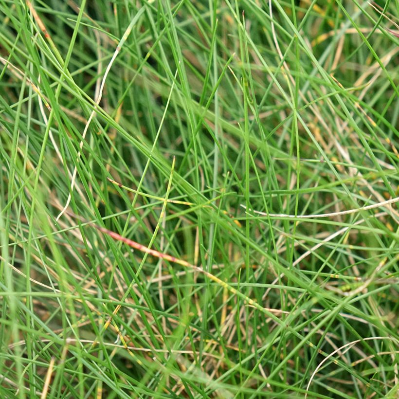 Festuca glauca Sunrise (Folhagem)