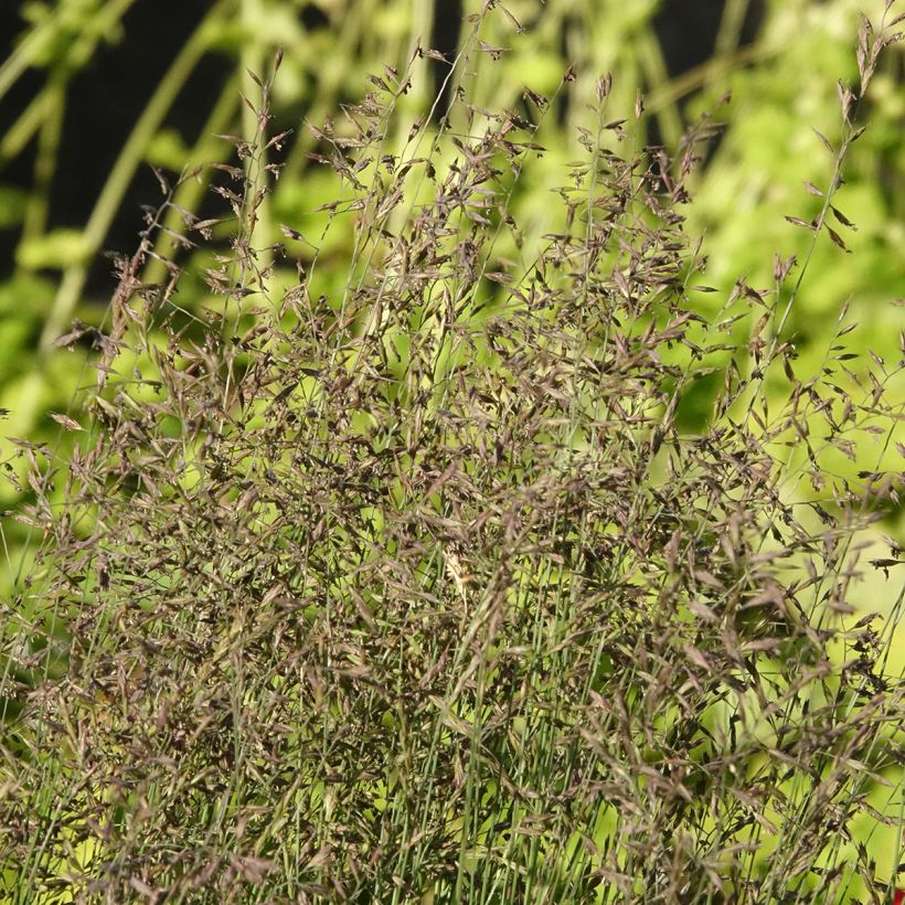 Festuca glauca Sunrise (Floração)