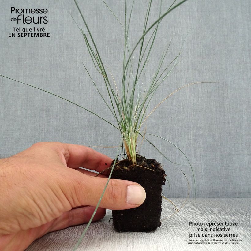 Amostra de Fétuque bleue Easy Blue - Festuca glauca Mini-motte Ø 3/4 cm tal como entregue no outono