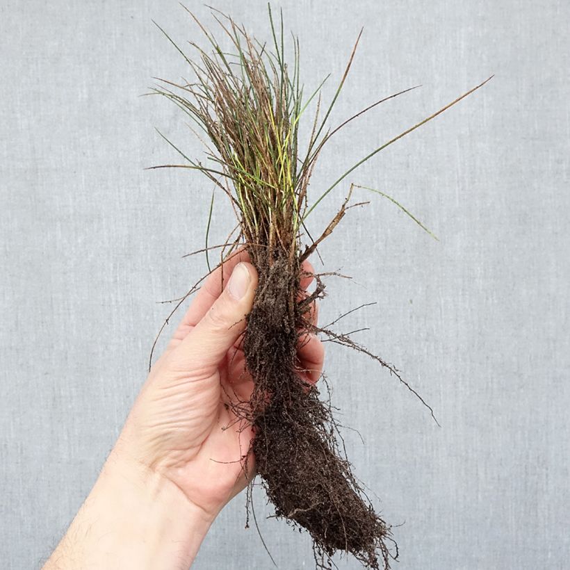 Amostra de Festuca-azul Elijah Blue - Festuca glauca Raízes nuas tal como entregue no inverno