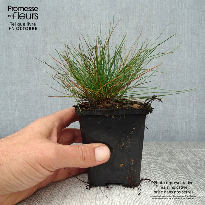 Amostra de Festuca glauca Vaso de 8/9 cm tal como entregue no outono