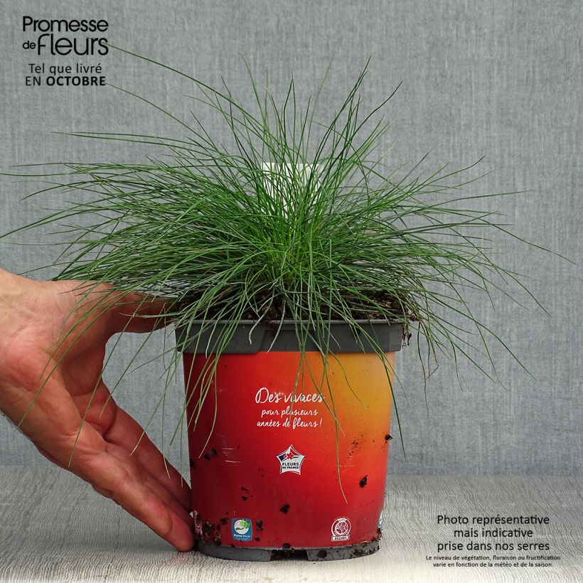 Amostra de Festuca glauca Vaso de 2 L/3 L tal como entregue no outono