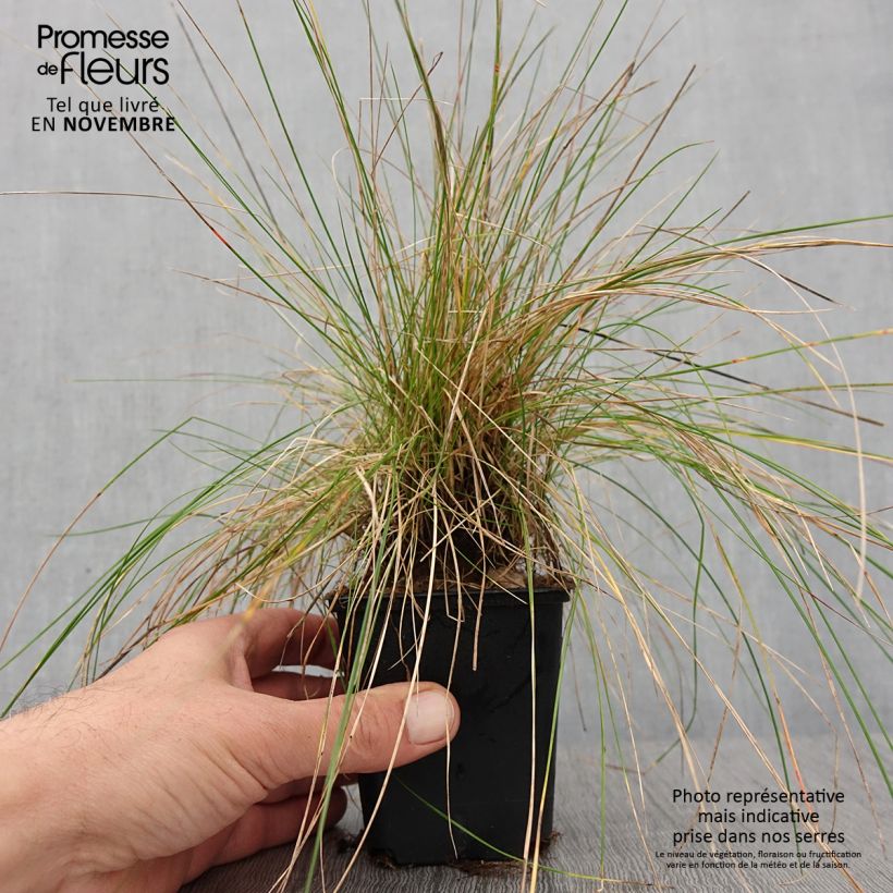 Amostra de Festuca ovina Vaso de 8/9 cm tal como entregue no outono