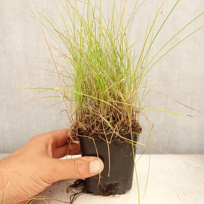Amostra de Festuca ovina Vaso de 8/9 cm tal como entregue no verão
