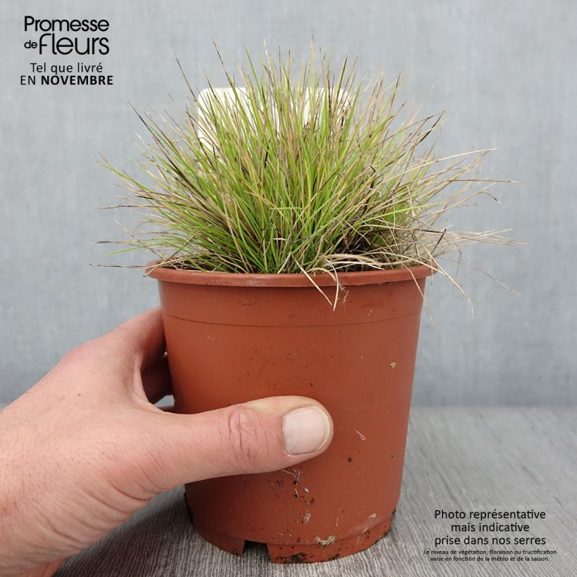 Amostra de Fetuque, Festuca glauca Golden Toupee Pot de 1L/1,5L tal como entregue no outono