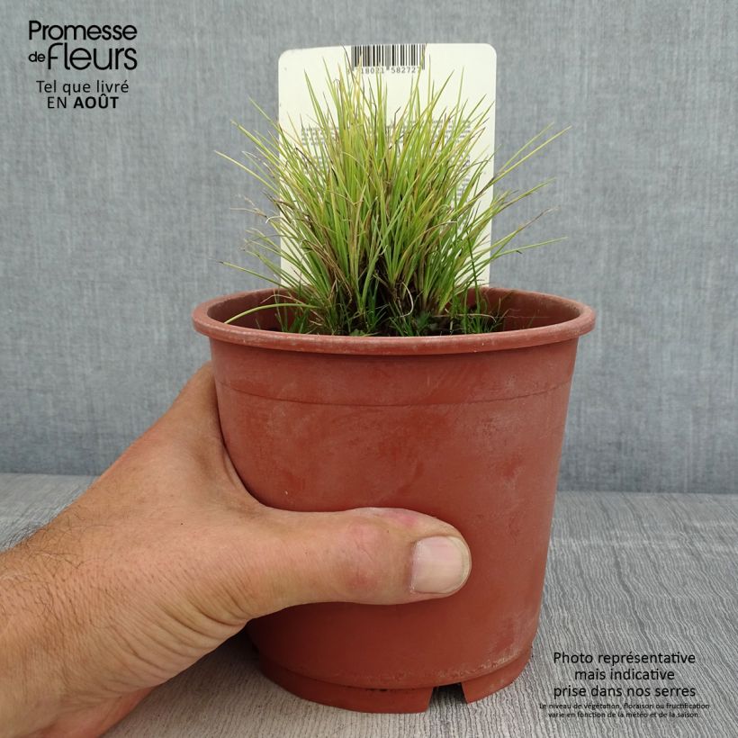 Amostra de Festuca glauca Golden Toupee Vaso de 1 L/1,5 L tal como entregue no verão