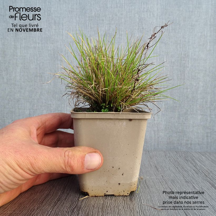 Amostra de Festuca glauca Golden Toupee Vaso de 8/9 cm tal como entregue no outono