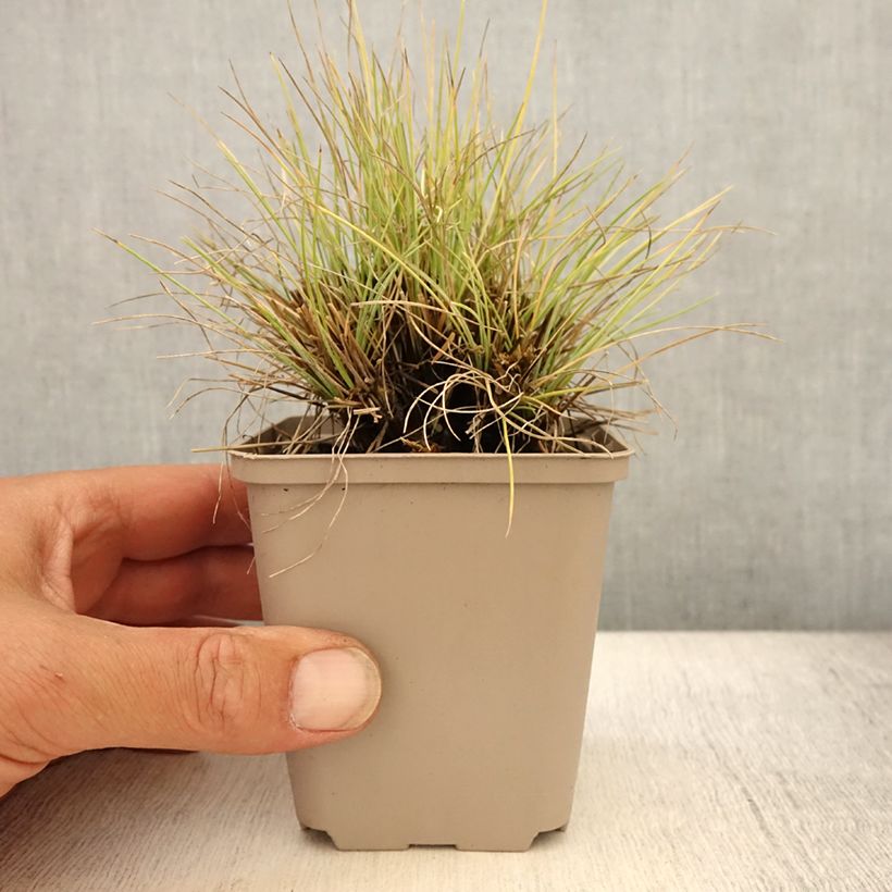 Amostra de Festuca glauca Golden Toupee Vaso de 8/9 cm tal como entregue no verão