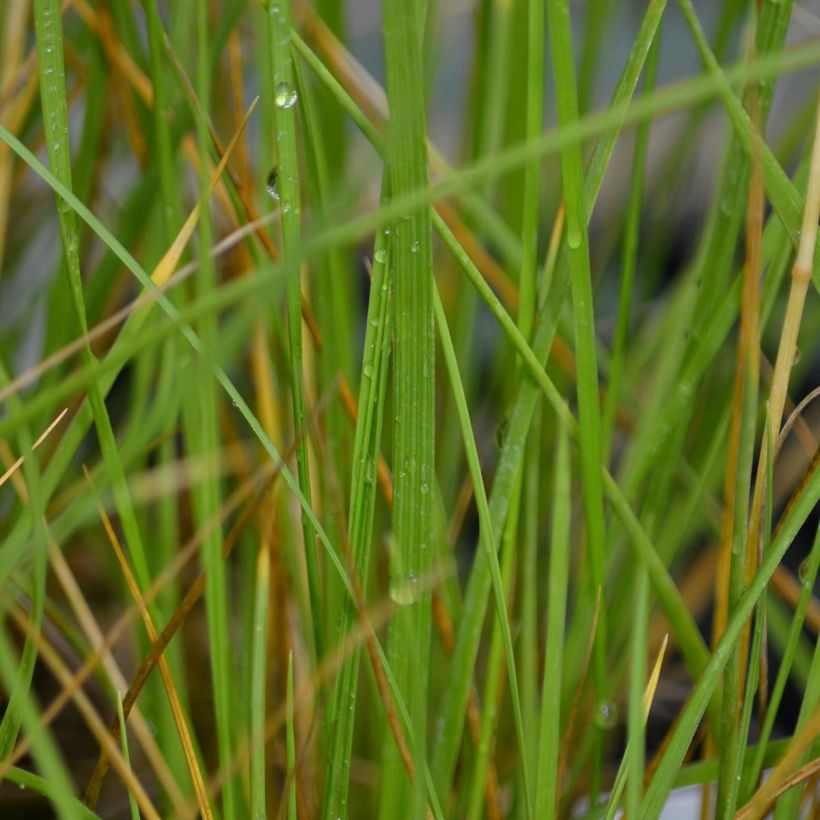 Festuca mairei (Folhagem)