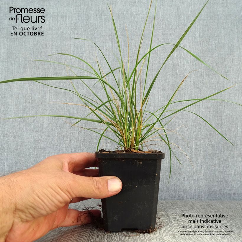Amostra de Festuca mairei Vaso de 8/9 cm tal como entregue no outono