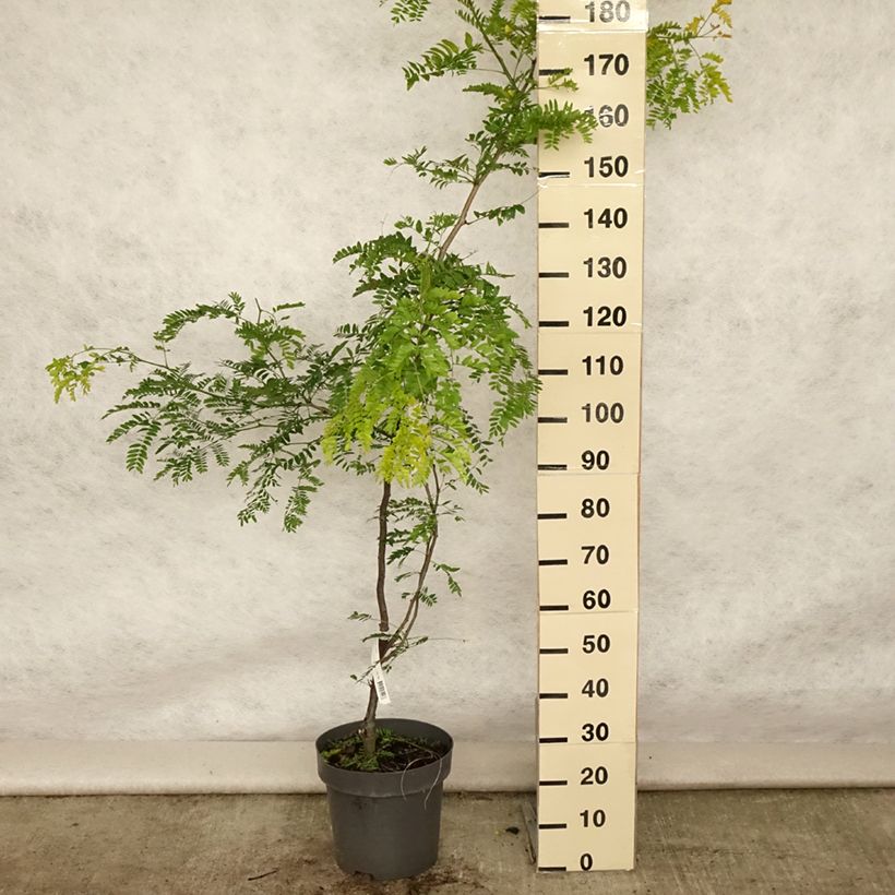 Amostra de Gleditsia triacanthos Sunburst Vaso de 7,5 L/10 L, Brasão tal como entregue no verão