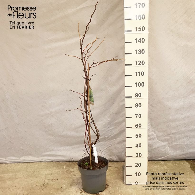 Amostra de Févier d'Amérique doré - Gleditsia triacanthos Sunburst Vaso de 7,5 L/10 L tal como entregue no inverno