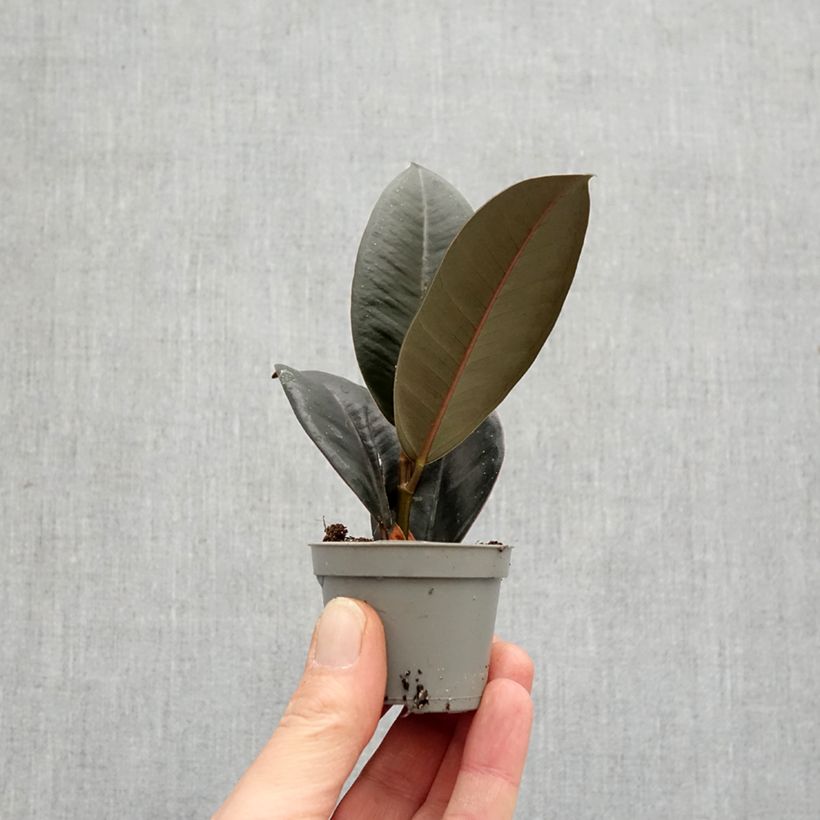 Amostra de Ficus elastica Abidjan Miniplanta tal como entregue na primavera
