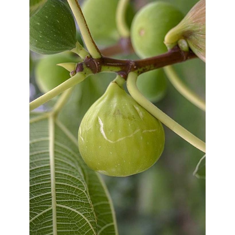 Figueira Sucre Vert - Ficus carica (Colheita)