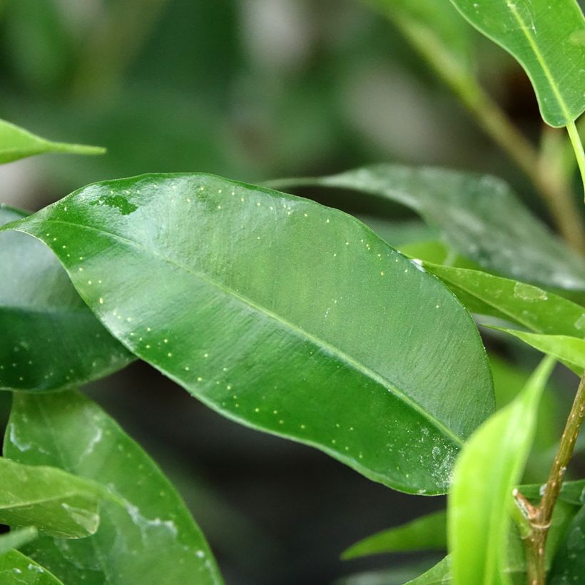 Ficus benjamina Natasja - Figueira-benjamim (Folhagem)