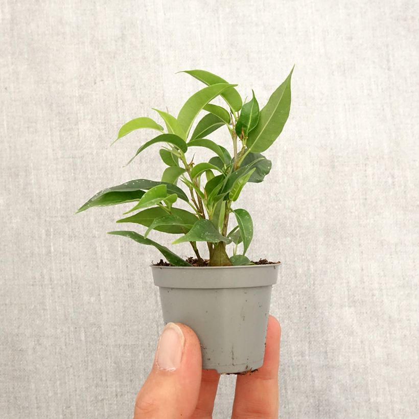 Amostra de Ficus benjamina Natasja Mini-plante tal como entregue na primavera