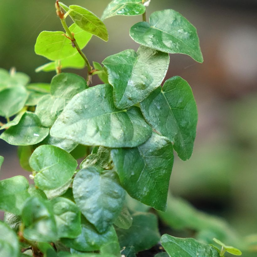 Ficus pumila Arina (Folhagem)