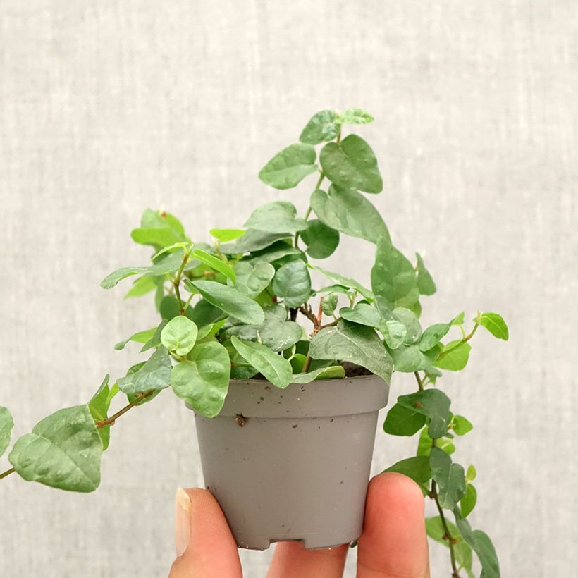 Amostra de Ficus pumila Arina Mini-plante tal como entregue no outono