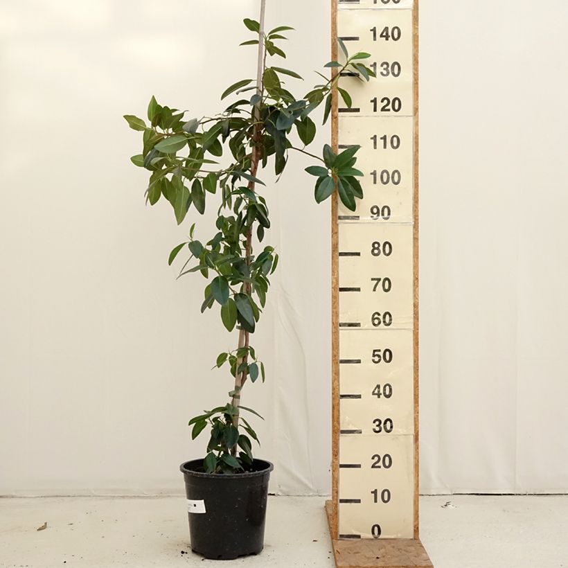 Amostra de Ficus rubiginosa Australis - Figuier de Port Jackson Pot de 7,5L/10L tal como entregue no outono