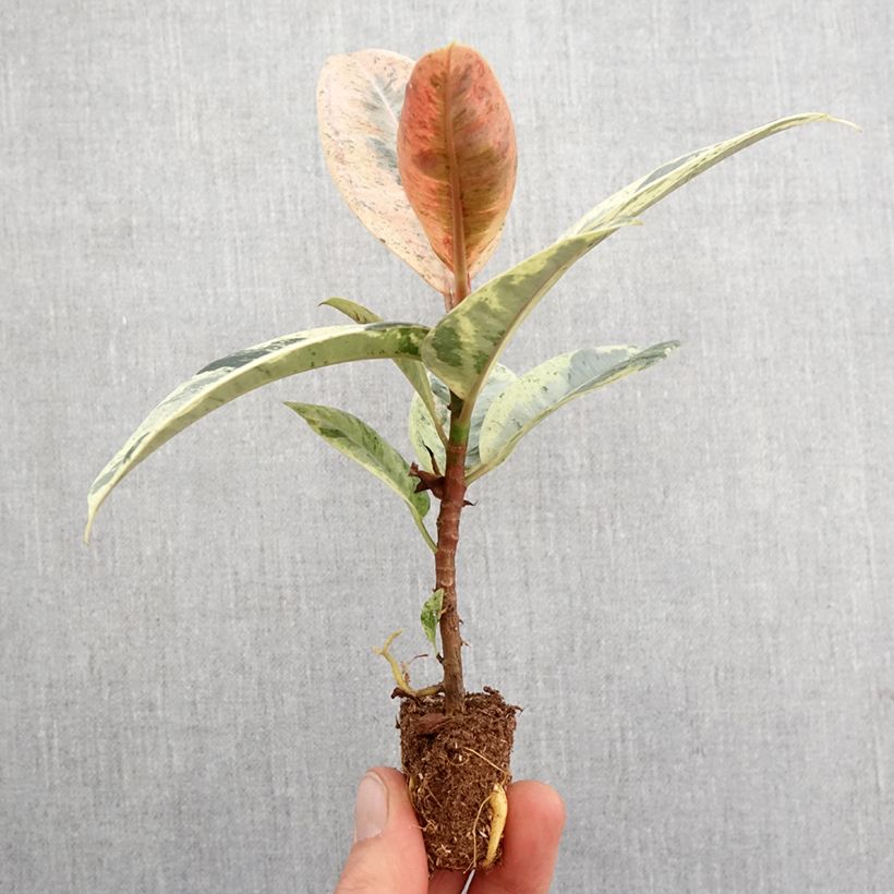 Amostra de Ficus Shivereana - Caoutchouc panaché Mini-plante tal como entregue na primavera