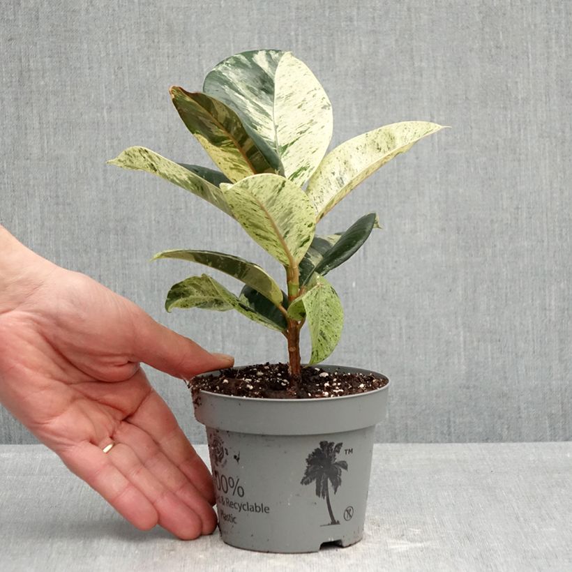 Amostra de Ficus elastica Shivereana Vaso de 12 cm/13 cm tal como entregue na primavera