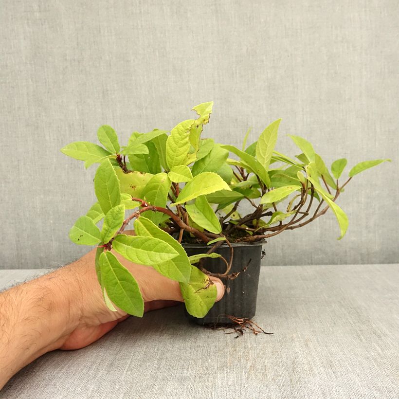 Amostra de Ficus tikoua Vaso de 8/9 cm tal como entregue no verão
