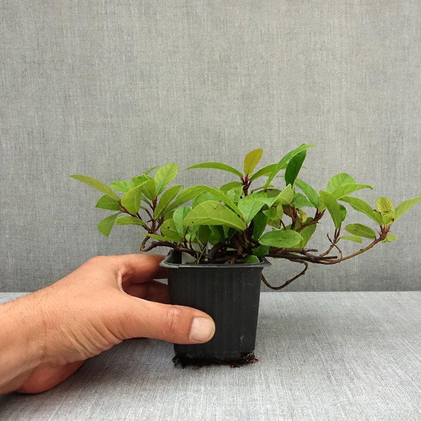 Amostra de Ficus tikoua Vaso de 8/9 cm tal como entregue na primavera