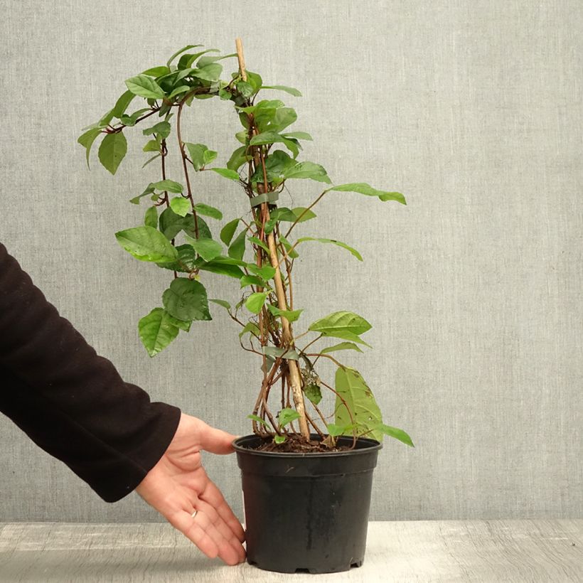 Amostra de Ficus tikoua Vaso de 2 L/3 L tal como entregue no outono