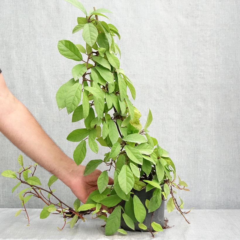 Amostra de Ficus tikoua Vaso de 2 L/3 L tal como entregue no verão