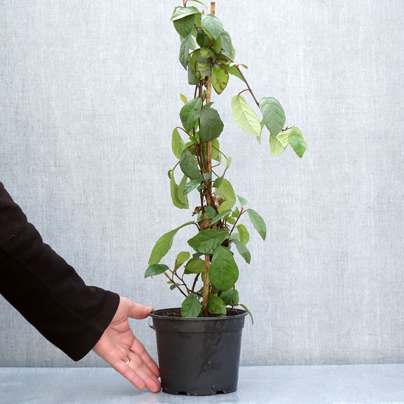 Amostra de Ficus tikoua Vaso de 2 L/3 L tal como entregue na primavera