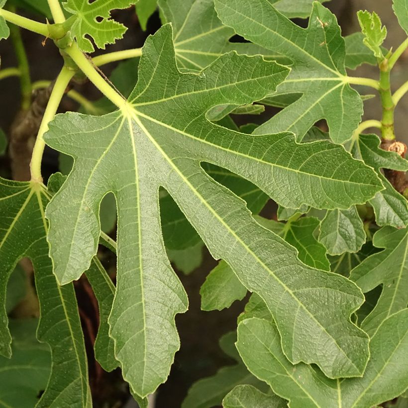 Figueira Bornholms Diamant - Ficus carica (Folhagem)