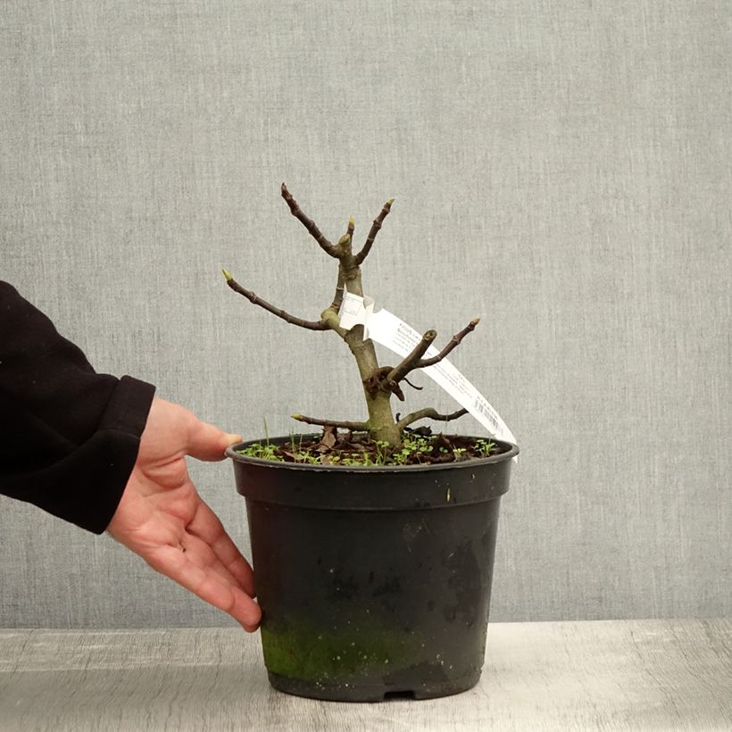 Amostra de Figueira Bornholms Diamant - Ficus carica Vaso de 4 L/5 L, Tufo tal como entregue no outono