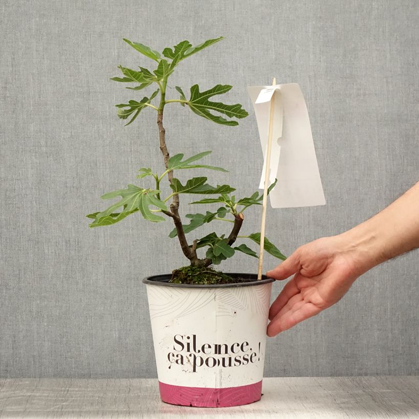 Amostra de Figueira Bornholms Diamant - Ficus carica Vaso de 4 L/5 L, Tufo tal como entregue no verão