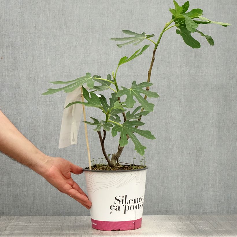 Amostra de Figueira Bornholms Diamant - Ficus carica Vaso de 4 L/5 L, Tufo tal como entregue na primavera