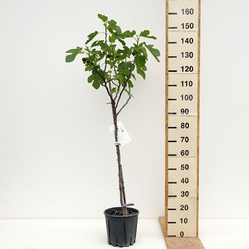 Amostra de Figueira Brown Turkey - Ficus carica Vaso de 7,5 L/10 L, Meia haste tal como entregue na primavera