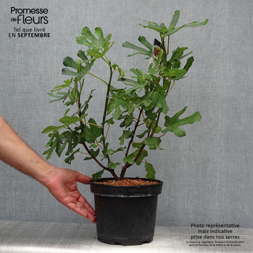 Amostra de Figueira Brown Turkey - Ficus carica Vaso de 4 L/5 L, Rebento tal como entregue no outono