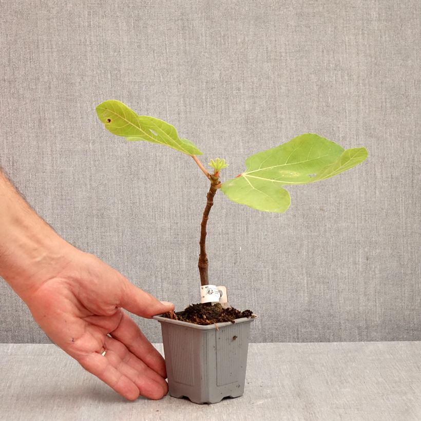 Amostra de Figueira Brown Turkey - Ficus carica Vaso de 8/9 cm tal como entregue no outono